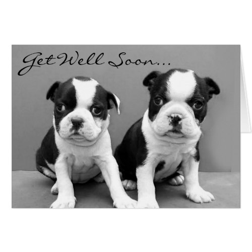 Get Well Soon Boston Terrier Puppies card card